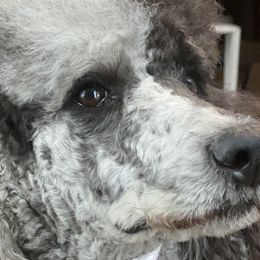 Elona - Poodle