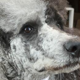 Elona - Poodle
