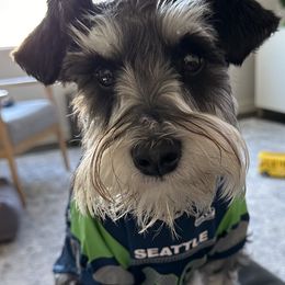 Miniature Schnauzer All Grown Up from Nordwest Schnauzers