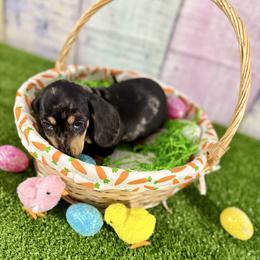 Linen - Dapple male Dachshund puppy in Westport, Kentucky from Lonestar Creek Farm