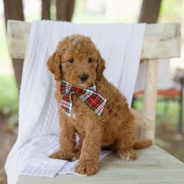 Yellow collar girl - Apricot female Goldendoodle puppy in Spokane, Washington from Beloved_doodles_WA