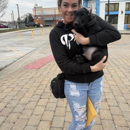 Doberman Pinscher Puppies from Haus of Hound