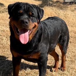 Riley - Rottweiler