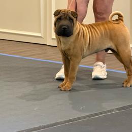 Black collar - Red fawn male Chinese Shar-Pei puppy in Elkin, North Carolina from Martini Shar-Pei