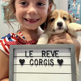 Hamilton - Red Pembroke Welsh Corgi puppy in Fallbrook, California from Le Rêve Corgis