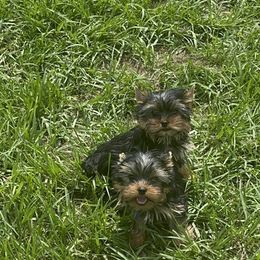 Matteo - Blue and gold male Yorkshire Terrier puppy in Lake Mary, Florida from Cannon Yorkies