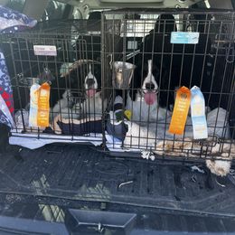 English Springer Spaniel All Grown Up from Llewellyn Farms English Springer Spaniels