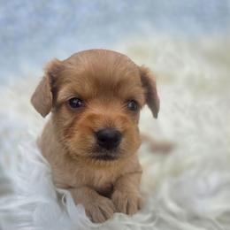 Jack - male Cavapoochon puppy in Bullard, Texas from Cavapoochon Central LLC