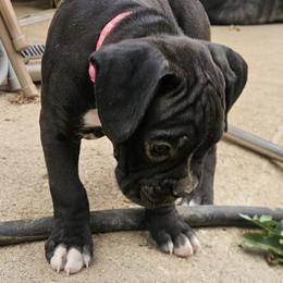 Boy 3 - male Boxer puppy in Aurora, Colorado from Miles High Boxers