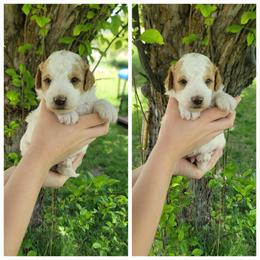 Boy 1 - Parti male Goldendoodle puppy in Plymouth, Utah from Country Sunshine