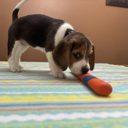 Candy Cane - Black white and tan female Beagle puppy in St. Cloud, Minnesota from Beagle Blessings