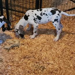 Harlequin Female 1 - Harlequin female Great Dane puppy in Gig Harbor, Washington from Lakaya Danes