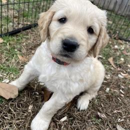 Golden Retriever Puppies from O’Shields Golden Paws