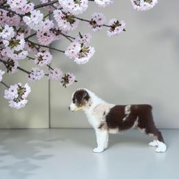 Monroe Fahey - Red merle female Australian Shepherd puppy in Statesville, North Carolina from Charming Australian Shepherds