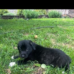 Anatolian Shepherd Dog Puppies from Swan Falls Farm