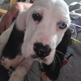 Basset Hound puppies from Hound Ridge Meadows