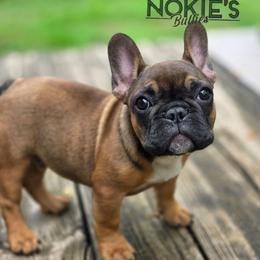 (M2) T Man aka Tax - Fawn and white male French Bulldog puppy in Springfield, Missouri from #1 Frenchies aka Nokie's Bullies