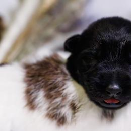 German Shepherd Puppies from Zwinger Vom Rabenauge