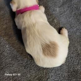 Dachshund Puppies from Weenies on the Lake