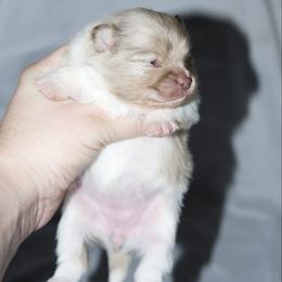 Blossom - Chocolate merle female Pomeranian puppy in Saint Ignatius, Montana from Pomeranians Montana