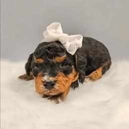 Aurora - Tri-color female Bernedoodle puppy in Russell Springs, Kentucky from 270 Doodles