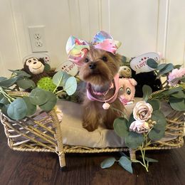 Yorkshire Terrier Puppies from Yorkshire Terriers