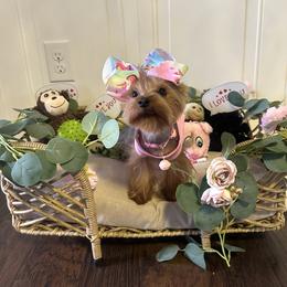 Yorkshire Terrier Puppies from Yorkshire Terriers