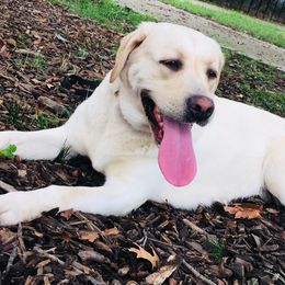 Yeva - Labrador Retriever