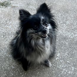 Moon - Pomeranian