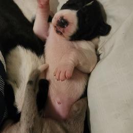Girl 2 - Mantle female Great Dane puppy in Gig Harbor, Washington from Lakaya Danes