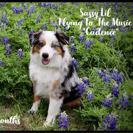 Cadence - Miniature Australian Shepherd