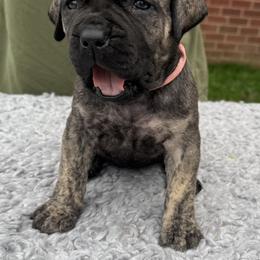 Pink collar female - Brindle female Boerboel puppy in Bon Aqua, Tennessee from Erickson Ranch Boerboels