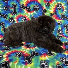 Bouvier des Flandres Puppies from Mathes Bouvier des Flandres