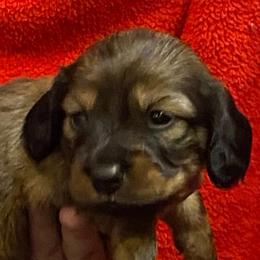 FiFi AKC full rights - Piebald female Dachshund puppy in Elizabethtown, Kentucky from Teeny Tiny Puppy Tails