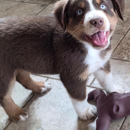 El Dorado 3 - Red tri-color male Australian Shepherd puppy in Solon, Maine from Mountain Range Australian Shepherds