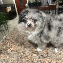 Akc queen - Tri-colored Pomeranian puppy in Wyandotte, Michigan from FAITHOPELOVE POMS KENNELS