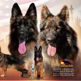 German Shepherd puppies from Vom Schön Traumhund