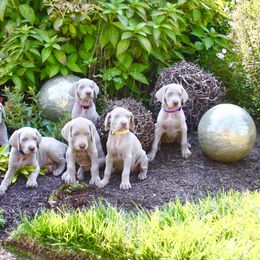 Weimaraner Puppies from Simpatico