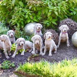 Weimaraner Puppies from Simpatico
