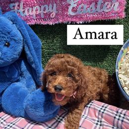 Goldendoodle and Poodle Puppies from Katy's Toy Poodles & Doodles