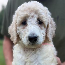 Halo - Cream female Poodle puppy in St. Johnsbury, Vermont from Poodles of the Northern Woods