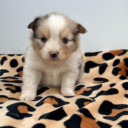 Trumpet - Blue merle male Miniature Australian Shepherd puppy in Lakeport, California from Akins Aussies/Wild Rose Ranch