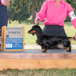Jade - Dachshund