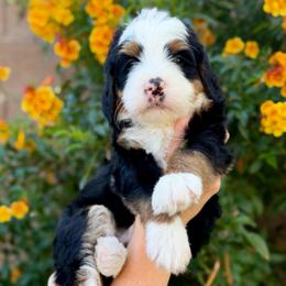 Show Low - Tri-color male Bernedoodle puppy in Gilbert, Arizona from 5280 Bernedoodles