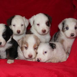 Australian Shepherd Puppies from Adams Family Aussies