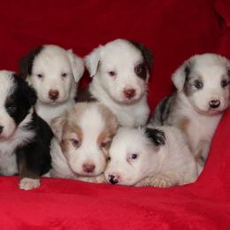 Australian Shepherd Puppies from Adams Family Aussies