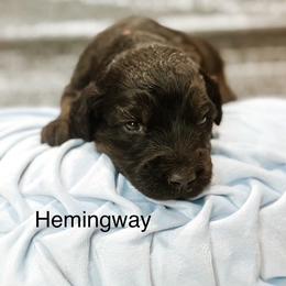 Hemingway - Phantom male Goldendoodle puppy in Pasco, Washington from Camp Doodle Woods