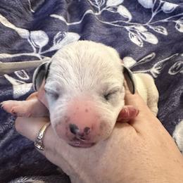 ICE - White and black male Dalmatian puppy in Travelers Rest, South Carolina from Cotton Top