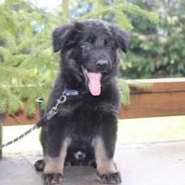 Hydra - Long Coat Bi-Color - Bi-color female German Shepherd puppy in Oakland, Oregon from VHM German Shepherds