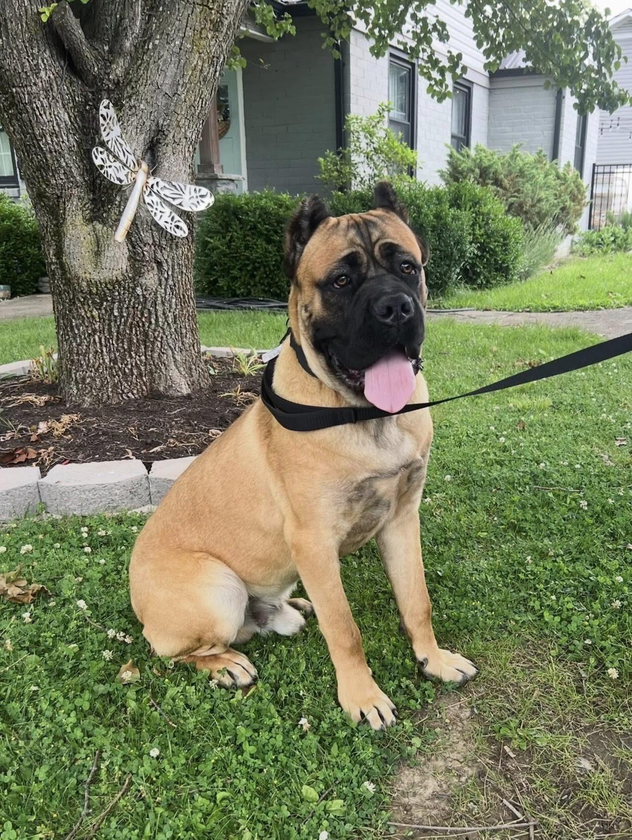 Gotti